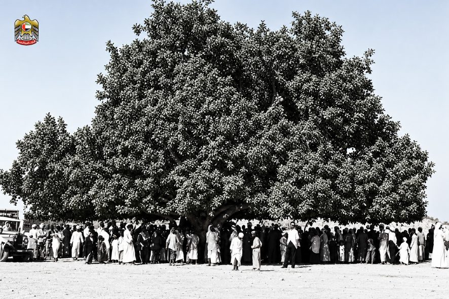 Rolla Tree, Sharjah 1950s